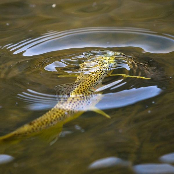 A rising trout on the Provo River. Fine art prints By Jeremy Allan.