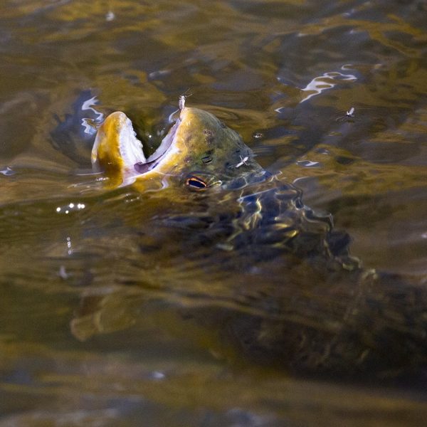A rising trout on the Provo River. Fine art prints By Jeremy Allan.