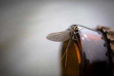 A blue winged olive on a broken bottle. Fine art prints by Jeremy Allan.