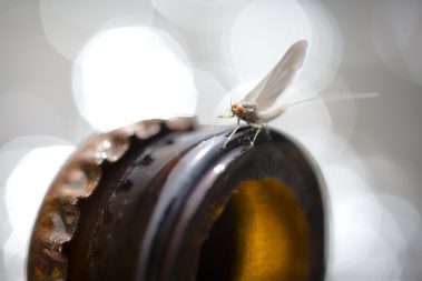 A blue winged olive on a broken bottle. Fine art prints by Jeremy Allan.