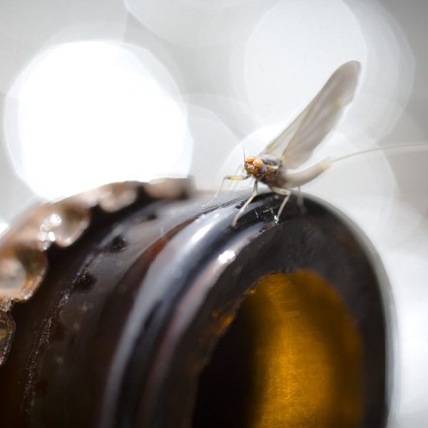 A blue winged olive on a broken bottle. Fine art prints by Jeremy Allan.