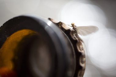 A blue winged olive on a broken bottle. Fine art prints by Jeremy Allan.