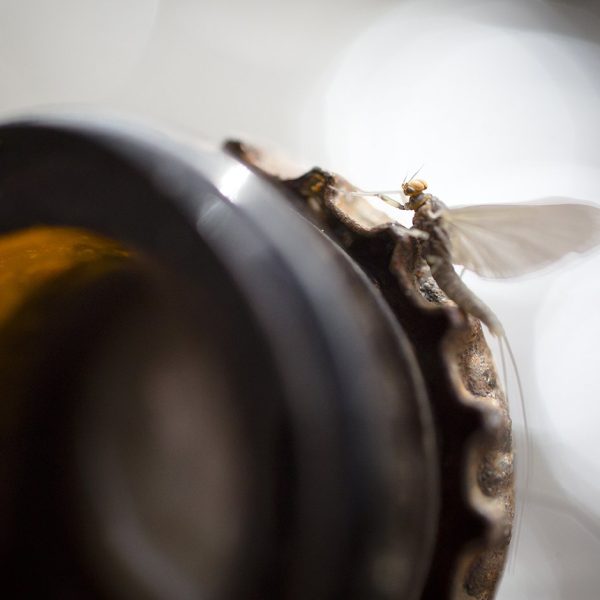 A blue winged olive on a broken bottle. Fine art prints by Jeremy Allan.