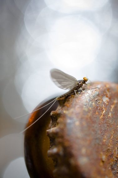 A blue winged olive on a broken bottle. Fine art prints by Jeremy Allan.