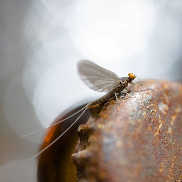 A blue winged olive on a broken bottle. Fine art prints by Jeremy Allan.