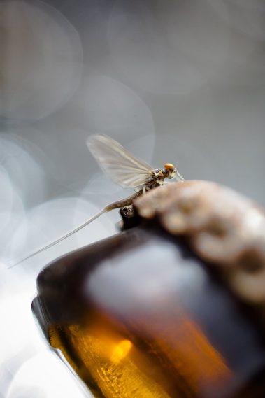 A blue winged olive on a broken bottle. Fine art prints by Jeremy Allan.