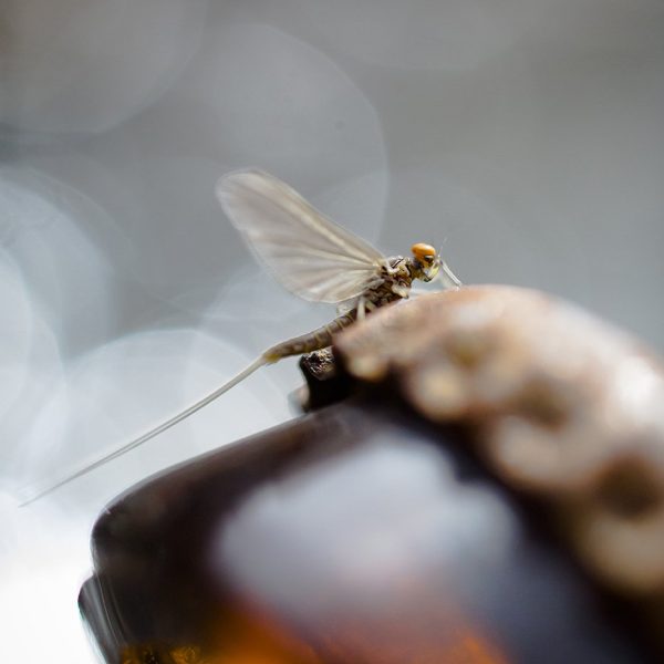 A blue winged olive on a broken bottle. Fine art prints by Jeremy Allan.
