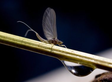 A Spring blue winged olive. Utah fly fishing photography by Jeremy Allan.