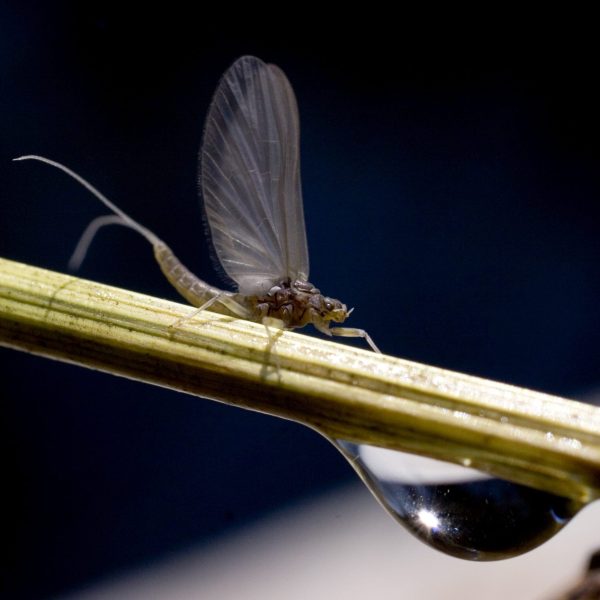 A Spring blue winged olive. Utah fly fishing photography by Jeremy Allan.