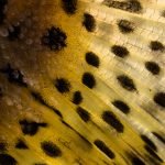 A close up photo of a cutthroat trout tail