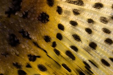 A close up photo of a cutthroat trout tail
