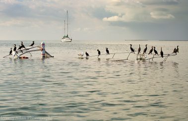 A bunch of birds perched on a sunken boat in the Florida Keys