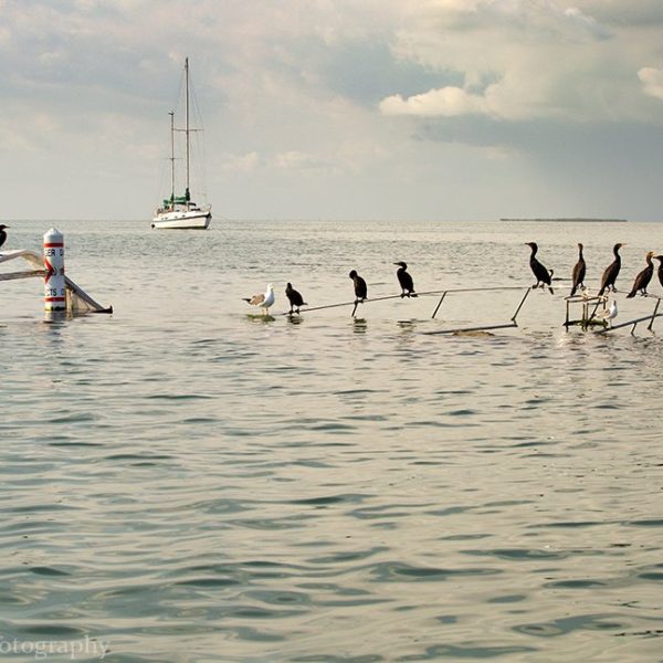 A bunch of birds perched on a sunken boat in the Florida Keys