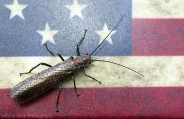 A salmonfly on an American Flag. Fine art prints by Jeremy Allan