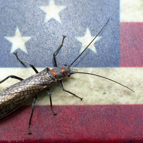 A salmonfly on an American Flag. Fine art prints by Jeremy Allan