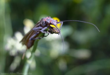 A salmonfly rests on a flower
