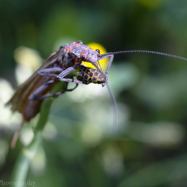 A salmonfly rests on a flower