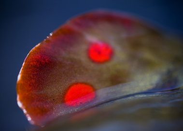 A close up of a brown trout adipose tail