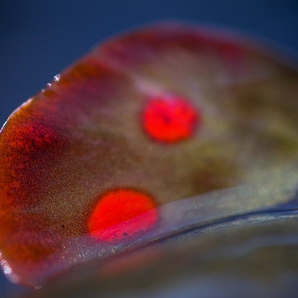 A close up of a brown trout adipose tail