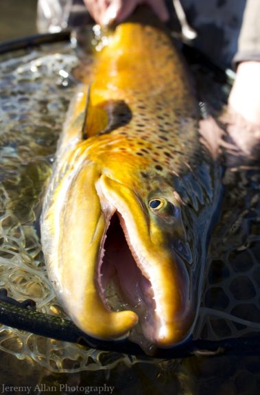 A 30 inch brown trout