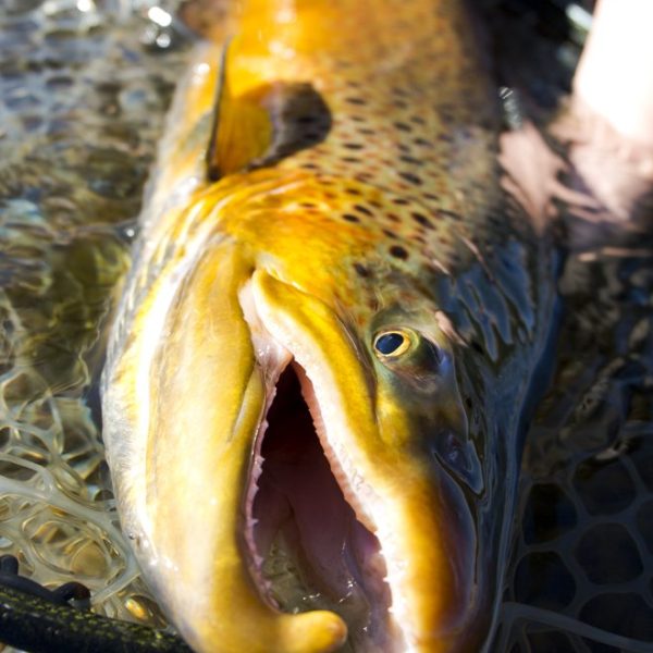 A 30 inch brown trout