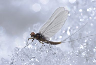 Spring Blue Winged Olive