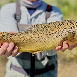 A fly fisherman holding a great brown trout caught with Jeremy Allan Fly Fishing