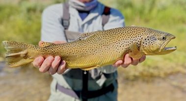 A fly fisherman holding a great brown trout caught with Jeremy Allan Fly Fishing
