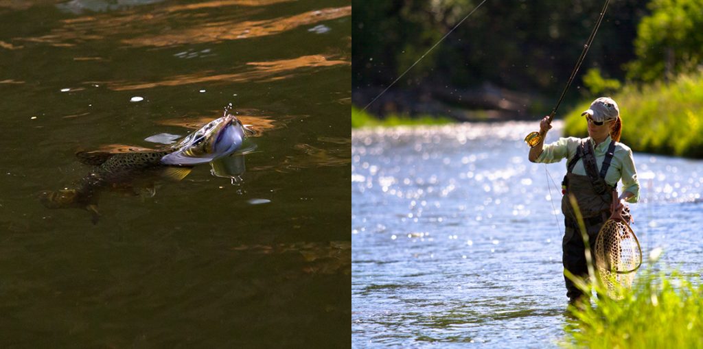 Fly fishing in Utah 2 images. One of a brown trout rising on the Provo River and one of a fly fishing lady hooked up with a trout on a Utah River.